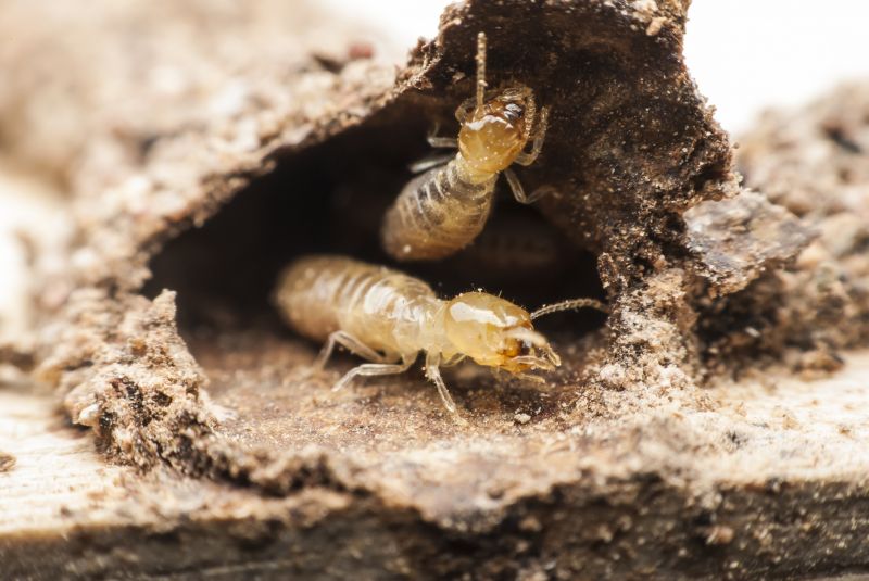 Local Termite Inspection pros at work