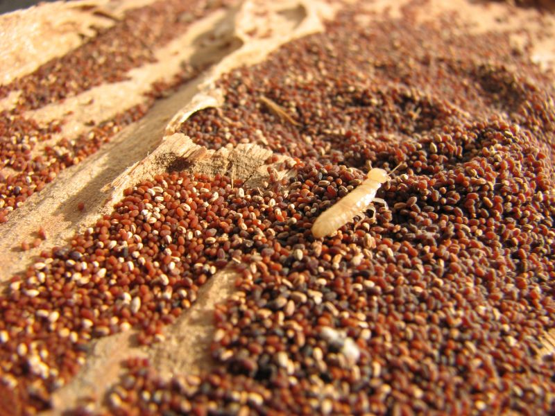 Protect your homes structure