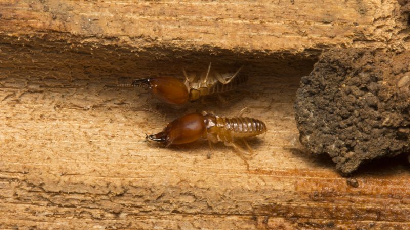 Termite Inspection - Termite Inspection Orange County, California