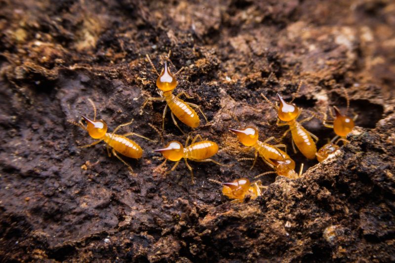 Termite Inspection