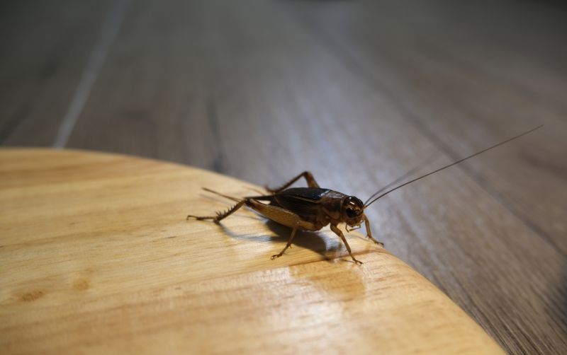 Cricket Control Service in Katy, TX