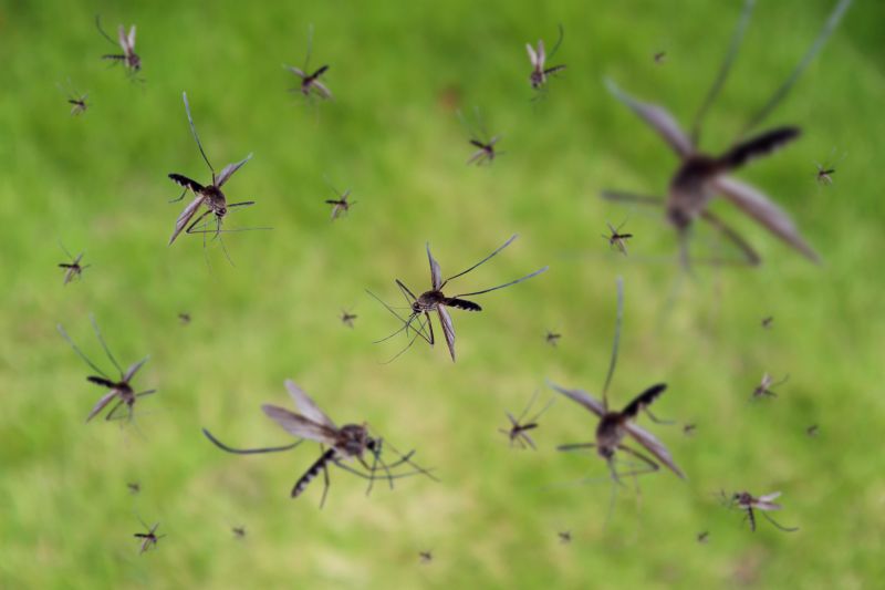 Fly Control Service in Arlington, TX