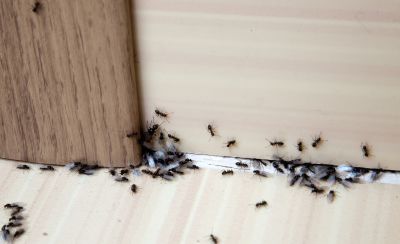 Ants Extermination Service detail