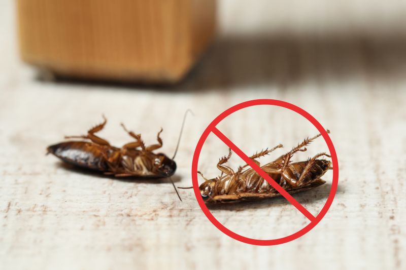 Cockroach Fumigation Service detail
