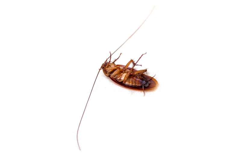 Cockroach Fumigation Service detail