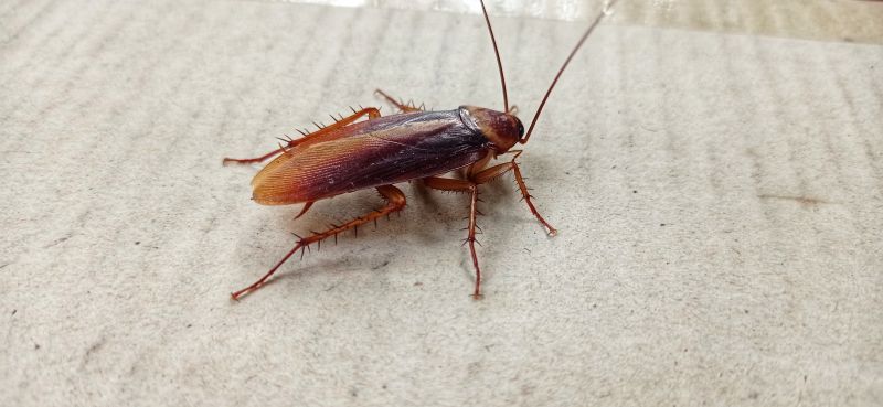 Cockroach Fumigation Service detail