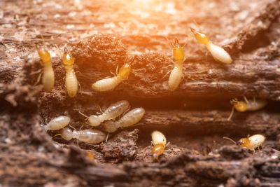 Commercial Termite Removal detail