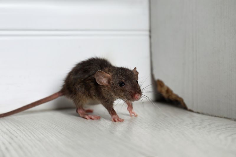 Rats Removal detail