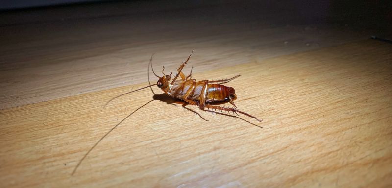 Roach Removal detail