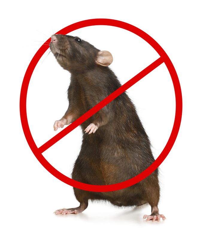 Rodent Control Service detail