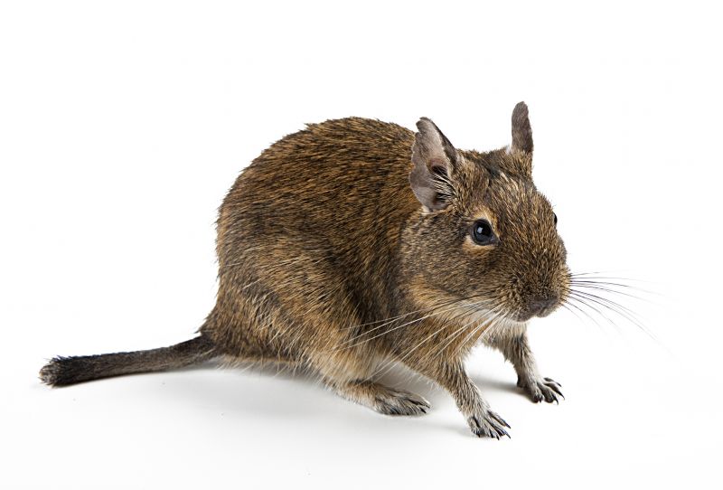 Rodent Extermination Service detail