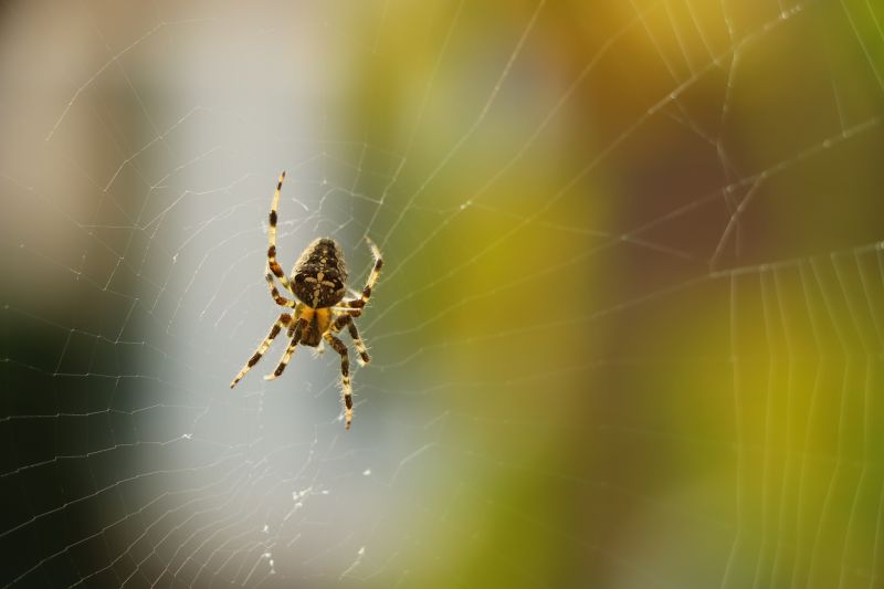 Spider Control Service detail
