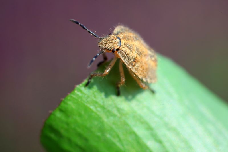 Stinkbug Extermination Service detail