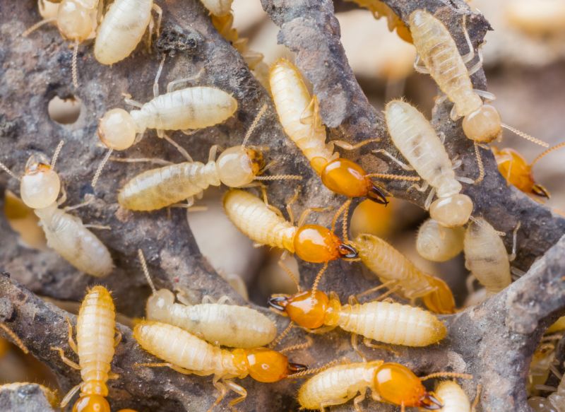 Termites Extermination detail