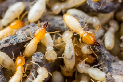 Termites Extermination detail