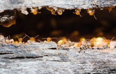 Termites Extermination detail