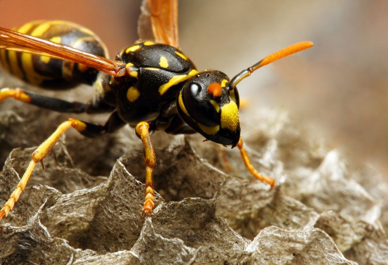 Wasp Extermination Service detail