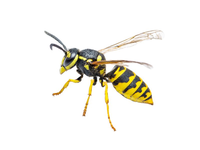 Yellowjacket Extermination detail