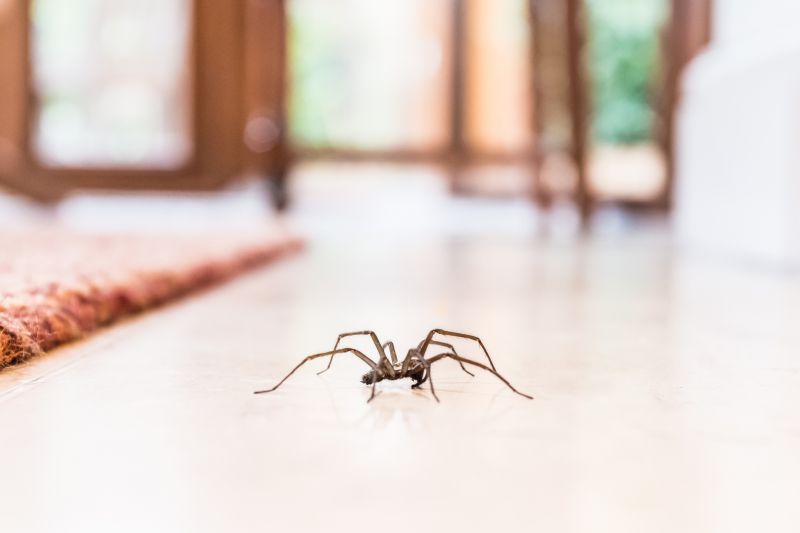 Trapdoor Spider Removal in Mckinney, TX