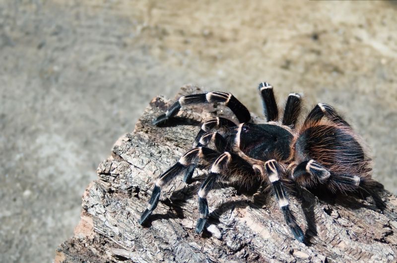 Trapdoor Spider Removal in Denton, TX