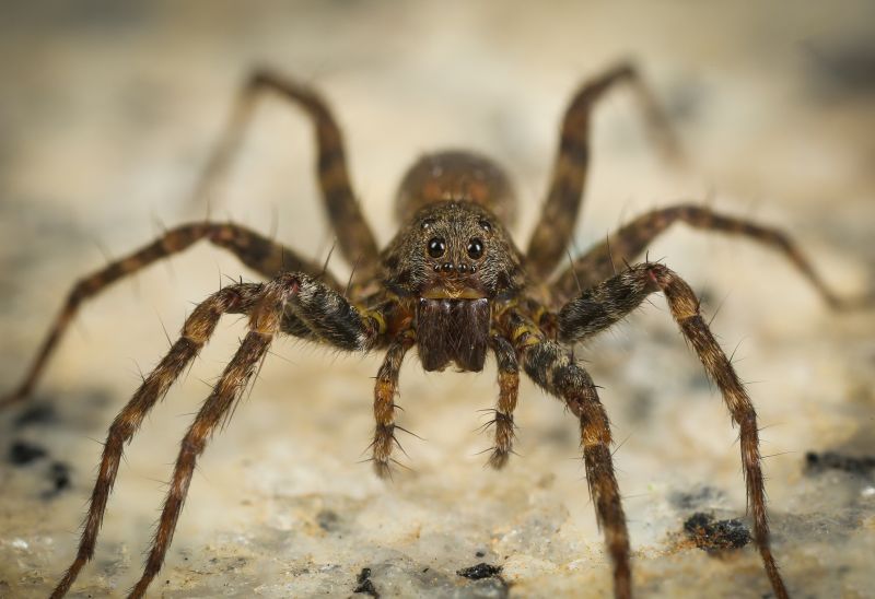 Wolf Spider Removal in Mckinney, TX